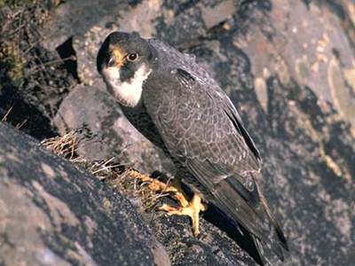 Northern Raven and Peregrine Falcon: Two Birds Supporting the Manx