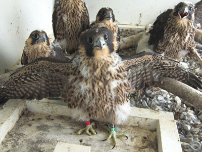 Peregrine Falcon  The Nature Conservancy